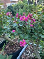 IMG_9270.jpeg