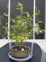 ficus-20250916-IMG_6849.jpeg