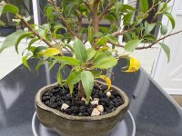 ficus-20250916-IMG_6850.jpeg