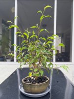 ficus-20250916-IMG_6851.jpeg
