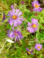 New England Aster+.jpg