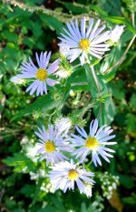 Bog Aster+.jpg