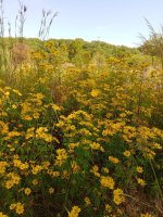 Tickseed-sunflower+.jpg