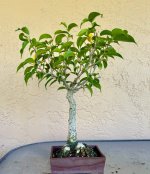 IMG_3700.jpg
