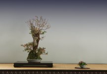 IMG_8105 copy.jpg