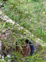 IMG_4427.jpeg