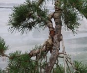 pin sylvestre lettré 2025 09 17 (2).JPG