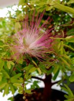 Calliandra Brevipes.jpg