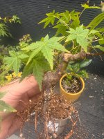 IMG_3504.jpeg IMG_3504.jpeg