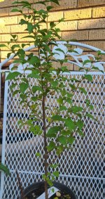 IMG_1828.jpeg