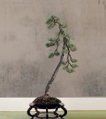 pin sylvestre lettré 2025 09 17 (7virt1).jpg