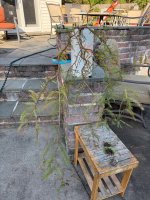 IMG_8823.jpeg