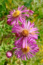 New England Aster -.jpg