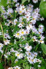 White panicle aster+.jpg