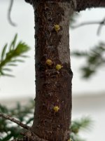 IMG_5379.jpeg