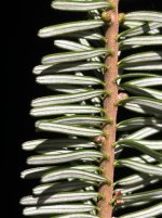 IMG_3985.jpeg
