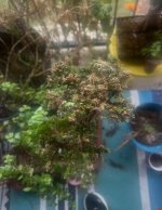IMG_9621.jpeg