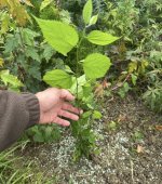 IMG_6699.jpeg