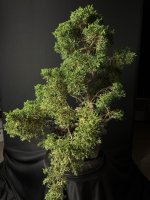 IMG_6589 Medium.jpeg