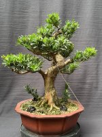 Podocarpus_25'09_1F.JPEG