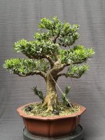 X_Podocarpus_25'09_Potential Front.jpg