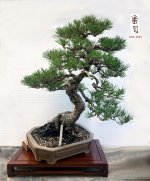 25Sept Lain's Pine copy.jpg
