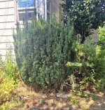 IMG_3452.jpeg