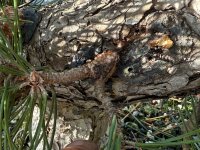 IMG_1117.jpeg