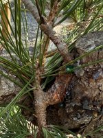 IMG_1118.jpeg
