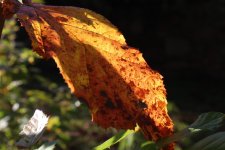 IMG_2318.JPG