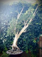 IMG_1375.jpeg