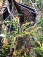 IMG_0494.jpeg