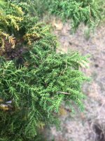 IMG_0493.jpeg