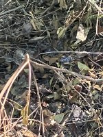 IMG_1717.jpeg