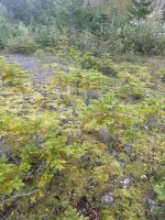 IMG_5916.jpeg