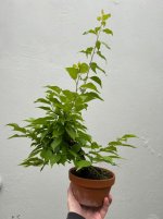 IMG_4340.jpeg