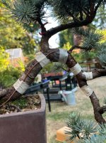 IMG_4177.jpeg