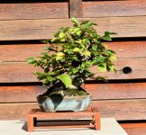 Carpinus_Compressed.JPG