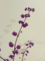 IMG_6775.jpeg