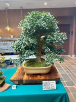 IMG_5371.jpeg