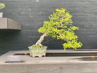 IMG_5436.jpeg