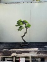 IMG_7088.jpeg