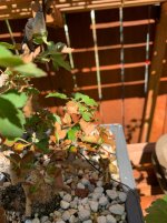 IMG_7484.jpeg