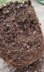 Root Soil Ball 1.jpg