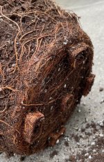 Root Soil Ball 2.jpg