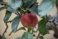 DSC_8352.jpg