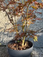 IMG_3424.jpeg