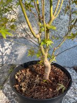 IMG_3428.jpeg