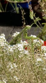 thumbnail_IMG_4022 praying mantis.jpg
