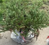 IMG_1840.jpeg